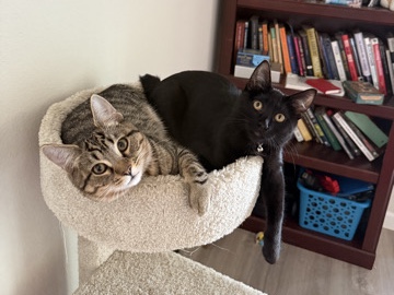 Rehoming 2 Playful Cats