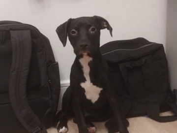 American Pit Bull Terrier – Need Rehoming asap – New York