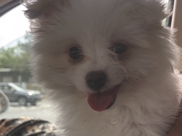 Pomeranian – puppy Valentino for sale – Charlotte