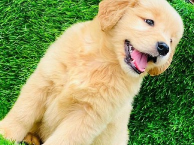 Labrador Retriever – pet name luic Labrador female puppy – Khardoni Shekhupur