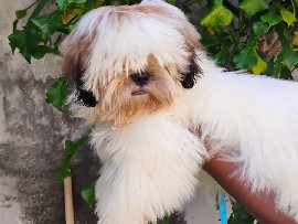 Shih Tzu - shitzu macho  available for adoption in Salvador