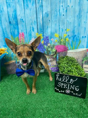 Chihuahua – Toby is looking for a loving new home