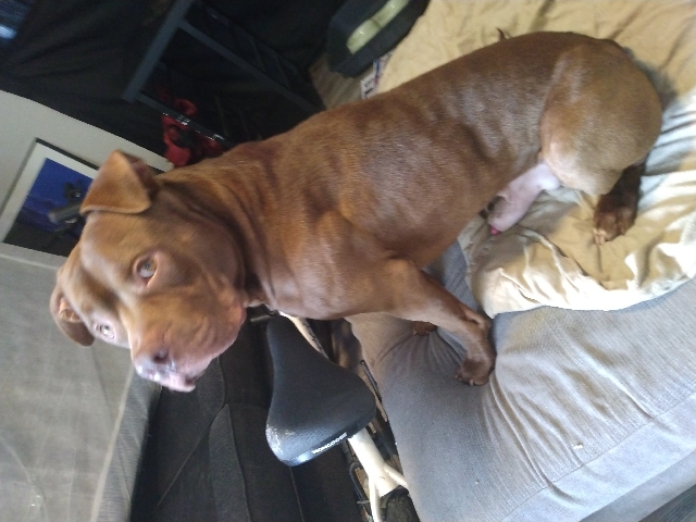 American Staffordshire Terrier – CALL ME Bully Razor Edge/Gotti cel in description