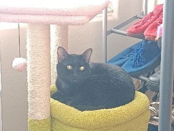 American Shorthair – Friendly 2-Year-Old American Shorthair Cat – Phoenix – Phoenix
