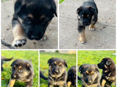 German Shepherd – German shepherd puppies
