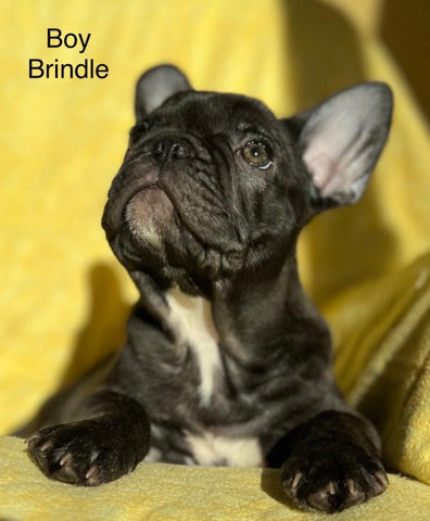 French Bulldog – AKC French Bulldogs