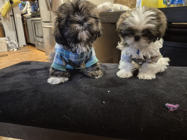 Shih Tzu – Shih Tzu – Boston