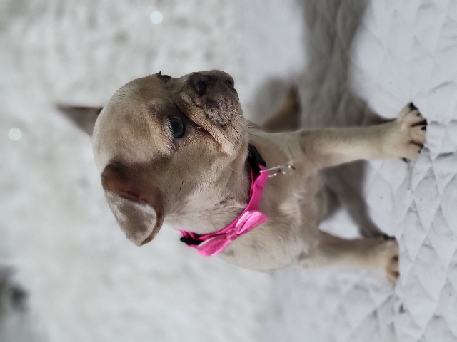 French Bulldog – French bulldog