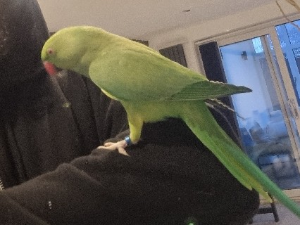 indian redneck "ringo"