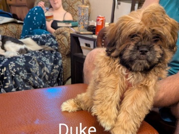 Shih Tzu – shih tzu – Overland Park