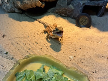 Bearded Dragon – bearded dragon can come with set up – Peterborough