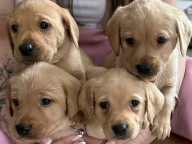 Labrador Retriever – red fox puppies – Bristol