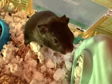 Hamster – wemby is for sell!!! He is brand new – San Antonio