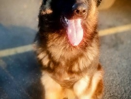 German Shepherd – (GRIZZ) 10.5 Mo Young – Airway Heights