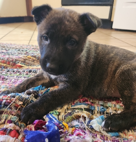 Labrador Retriever – German shepherd/ lab mix