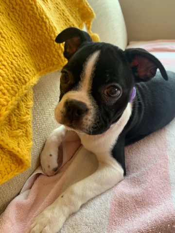 Boston Terrier – Coco the Boston Terrier