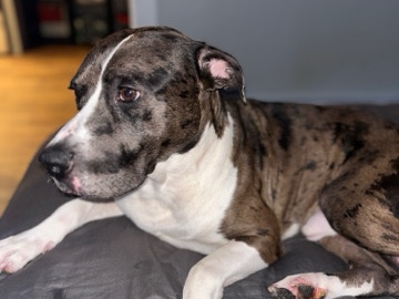 American Pit Bull Terrier – Jacob Pittbull Puppy For Sale $850 – New York