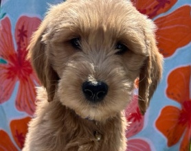 golden doodles