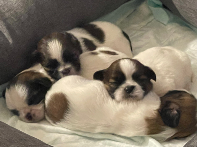 Shih Tzu – puppies for sale located in northern New Jersey