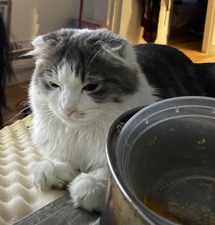 Scottish Fold – selling my Scottish fold