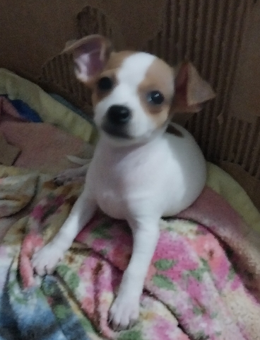 Chihuahua – Beautiful chiuahua puppy