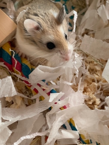 Any – roborovski dwarf hamster