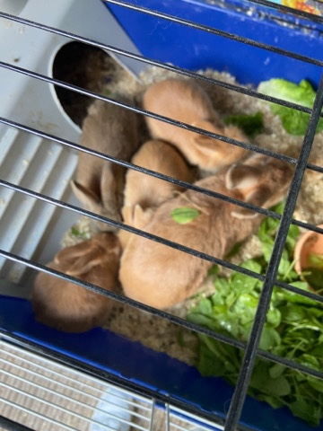 3 lionhead 2 lop rabbits
