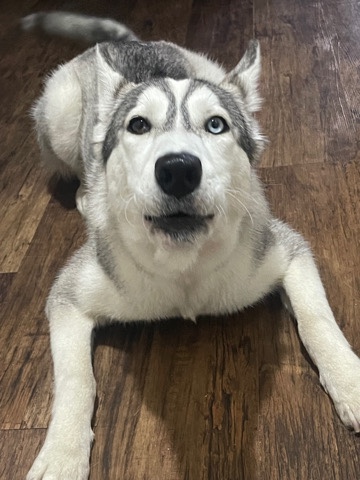 Siberian Husky – 7 month multicolored eyed female husky