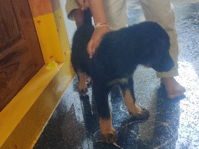 German Shepherd – GERMAN SHEPHERD