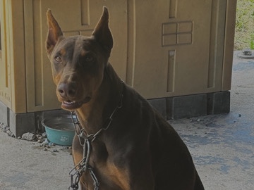 Doberman Pinscher – dog for sell – Houston