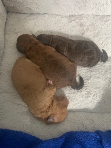 Poodle – shipoo /double doodle hybrid dogs