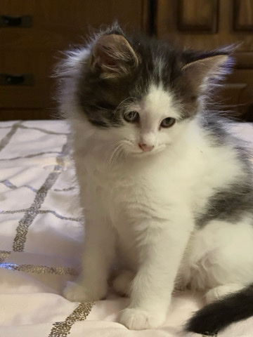 kitten