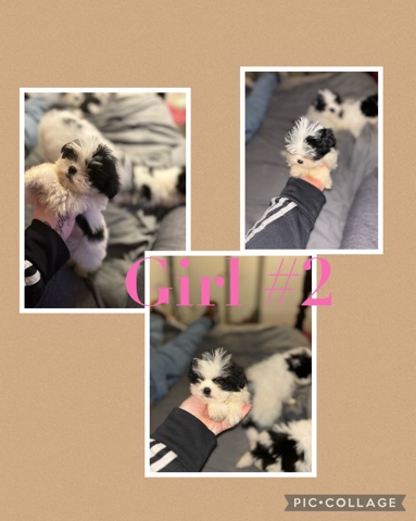 Shih Tzu – shihtzu pups