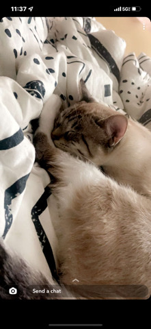 Beautiful Cat Just Looking for a Happy Home