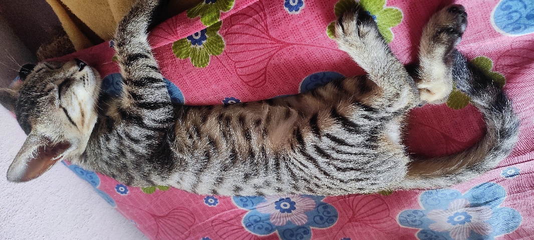 Bengal – Cat for sale