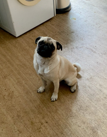 Pug – 6 month old Pug girl