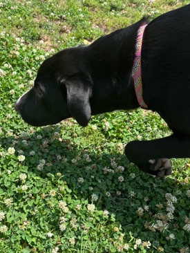 Labrador Retriever – Mastiff Black Lab (Katie)