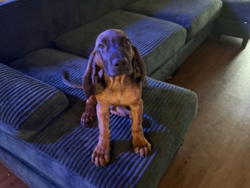 Bavarian Mountain Hound – Bavarian Mountain Hound Puppy 1 – Sanger