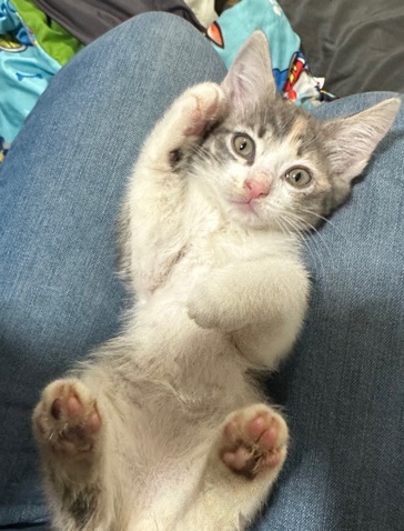 American Shorthair – kittens