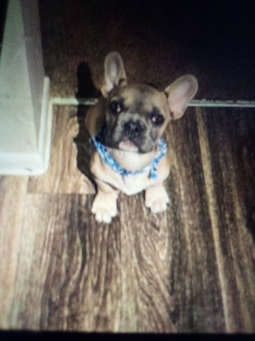 French Bulldog – French Bulldog pup