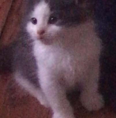 Cat for sale