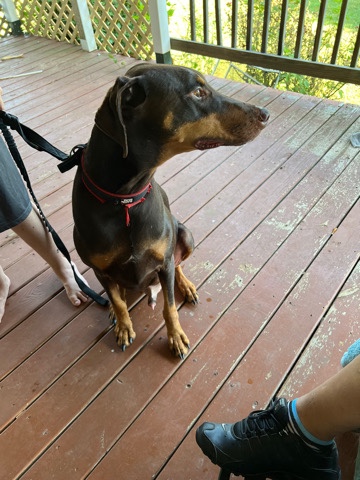 Doberman Pinscher – Dobermans
