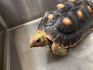 Redfoot Tortoise – Prescott Valley