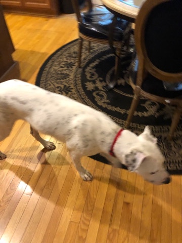 American Bulldog – Blanco American Bulldog Pointer Mix
