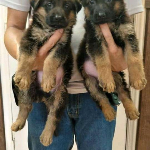 German Shepherd – Adorable & lovely Male and female pups available