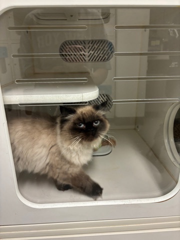 Ragdoll – Ragdoll Persian Mix Cat