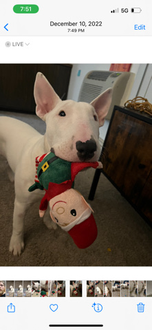 Bull Terrier – 7 month old white male pure bred bullterrier