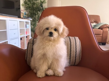 Pomeranian – Real Korean🇰🇷 Tea Cup Pomdool Pippy – 杜拜市