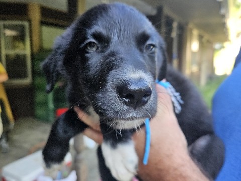 Mixed Breed – puppies for sale – Newtown