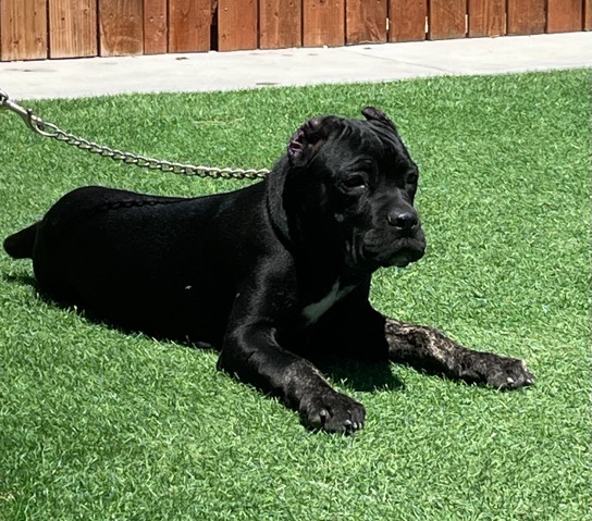 Cane Corso – Cane Corsos
